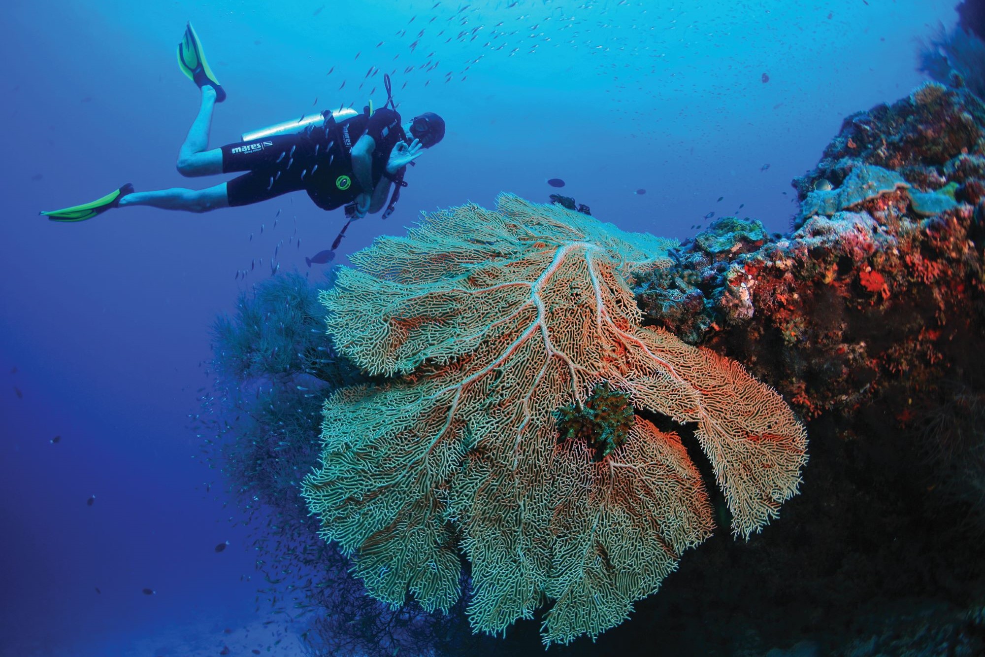 Amilla Fushi Maldives Diving 1.jpg