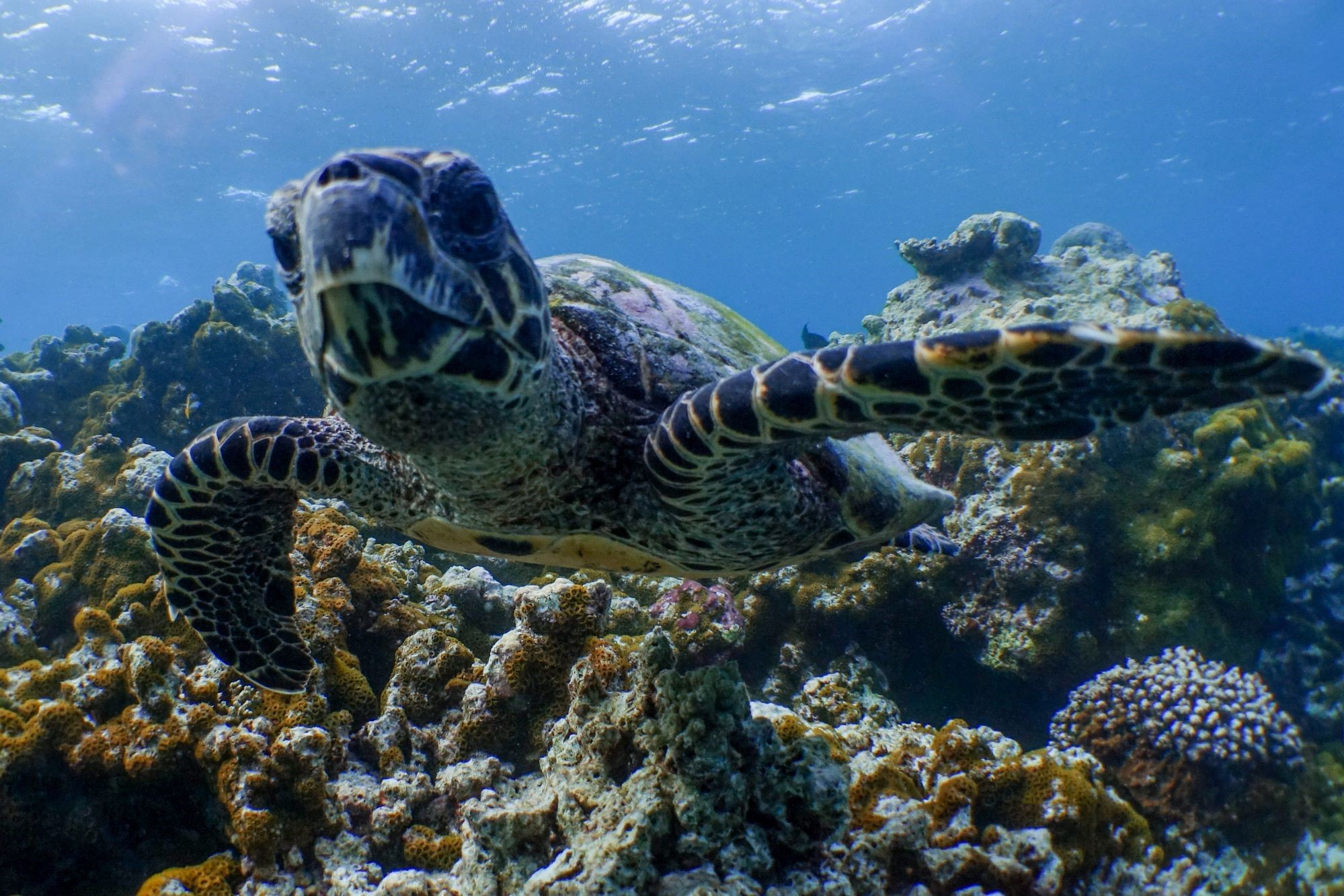 Amilla Fushi Maldives Diving 3.jpg