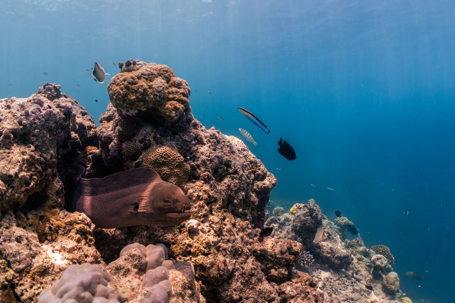 Patina Maldives Diving House Reef 1.jpg