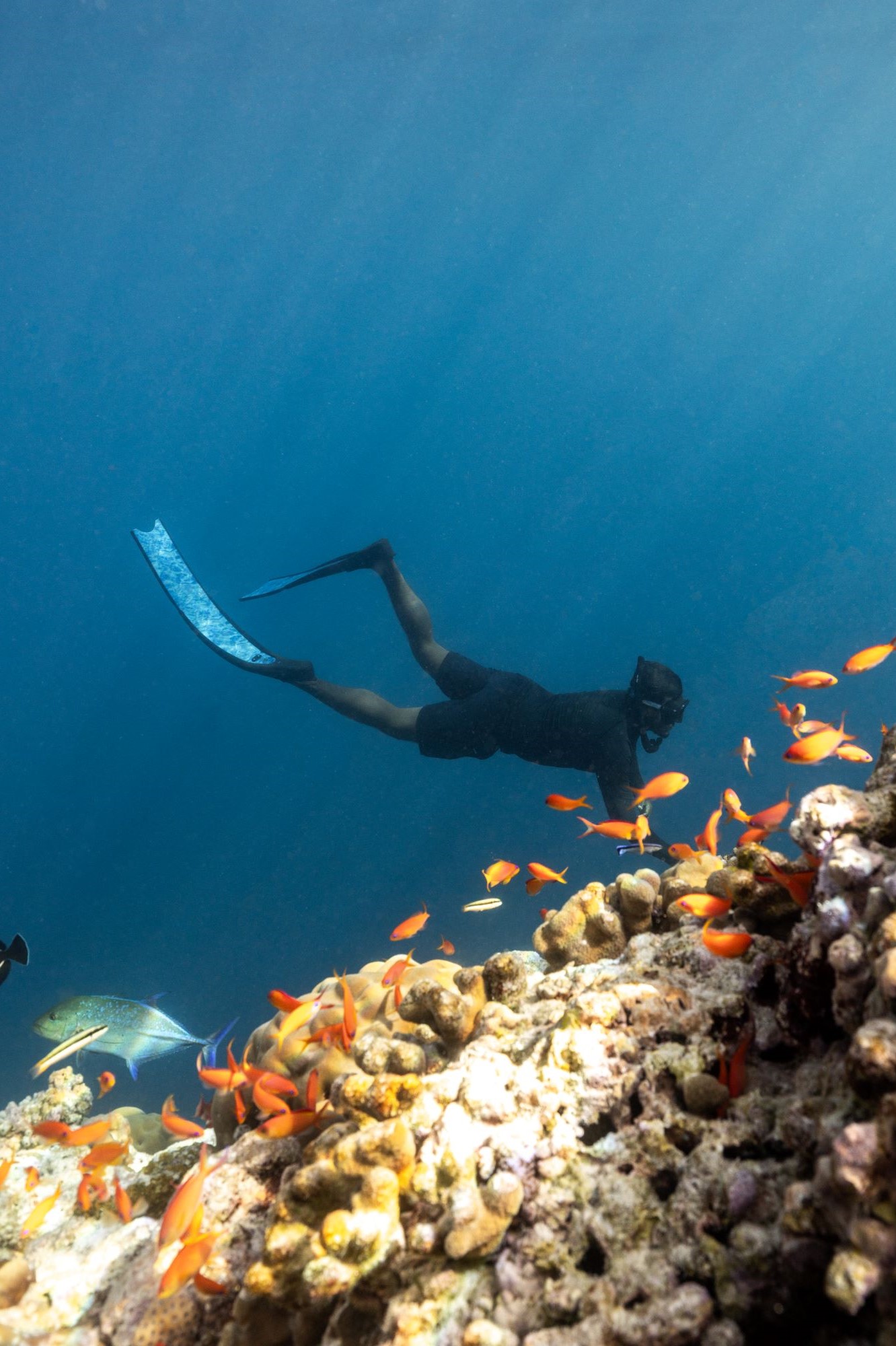 Avani Fares Maldives Diving 2.jpg