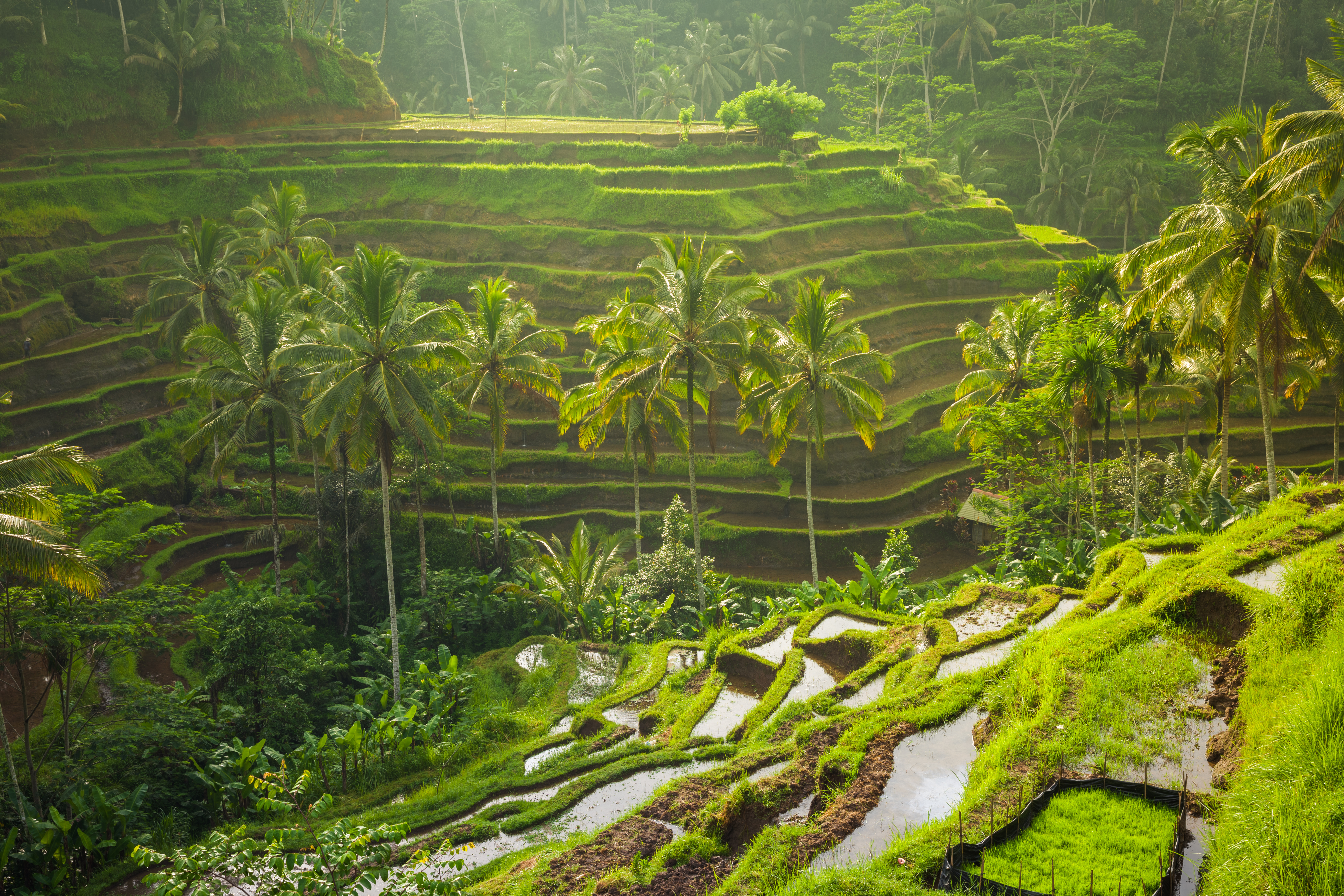 Rice terraces in Ubud, Bali, Indonesia