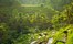 Rice terraces in Ubud, Bali, Indonesia