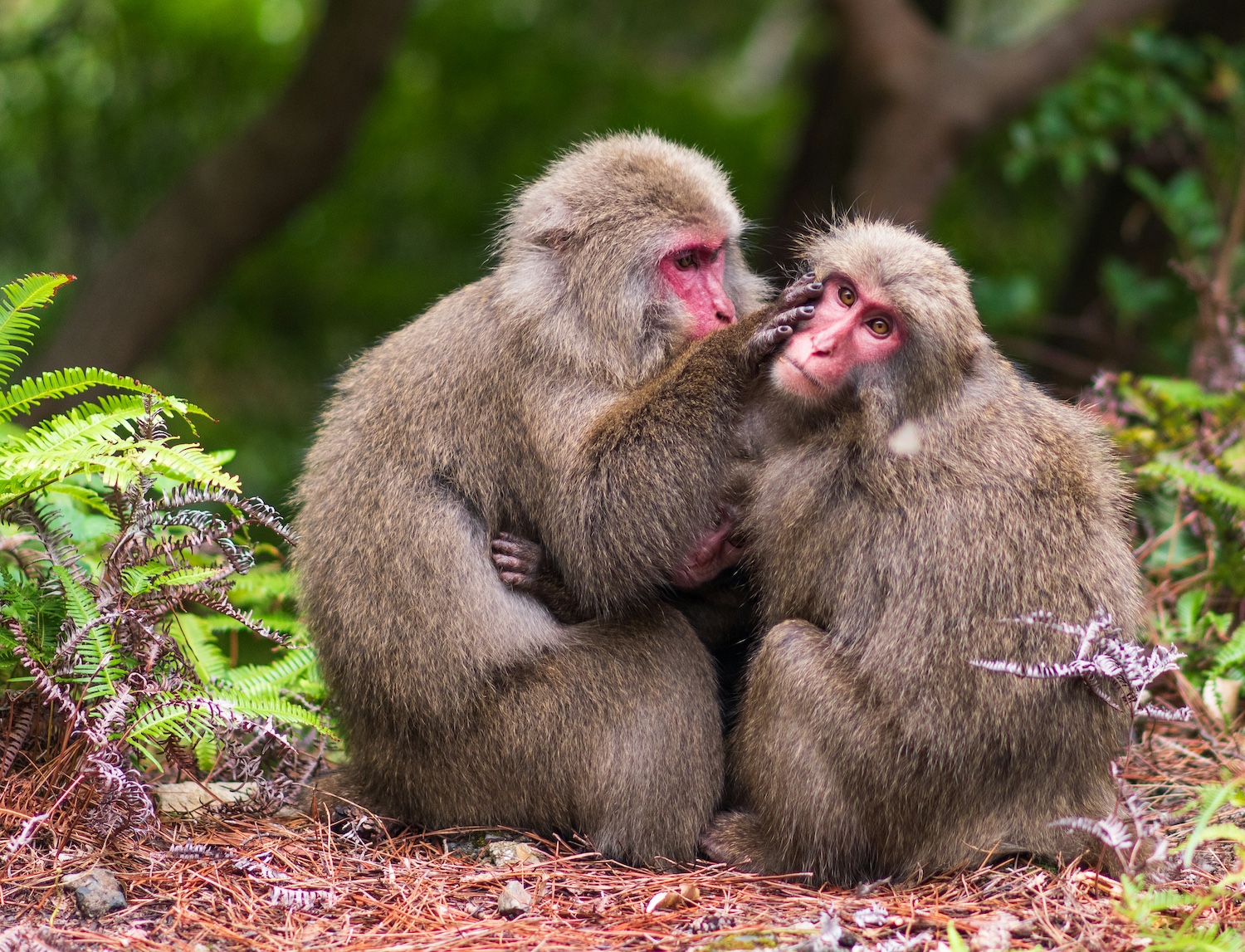 Yakushima Island, Kagawa, Japan 3.jpg