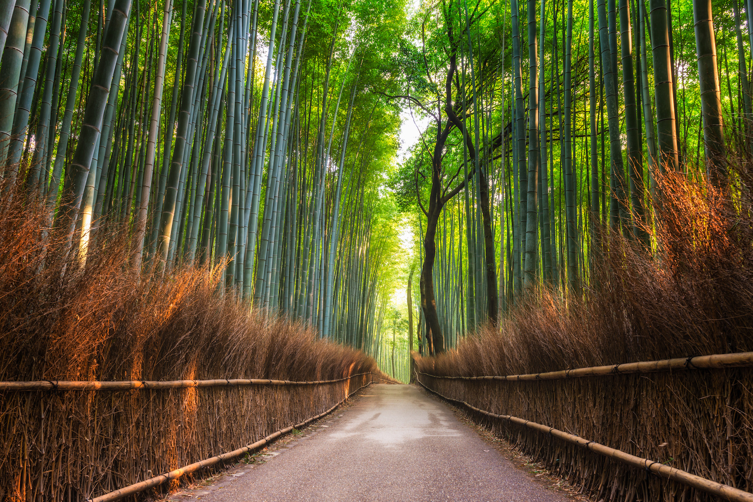Arashiyama Bamboo, Kyoto, Japan.jpg