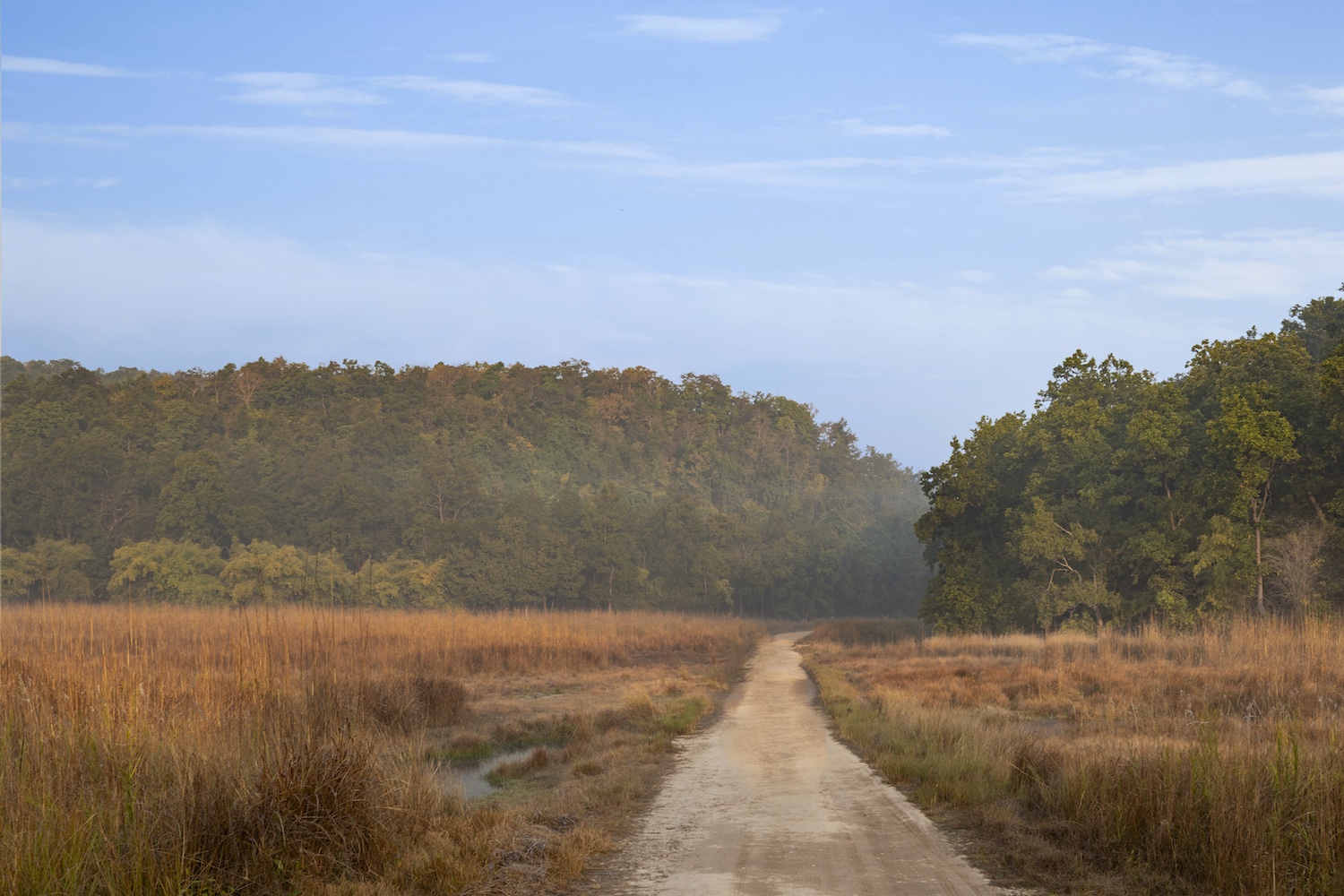 Bandhavgarh Tiger Reserve Safari Trail, Oberoi Vindhyavilas, Bandhavgarh, North India.jpg