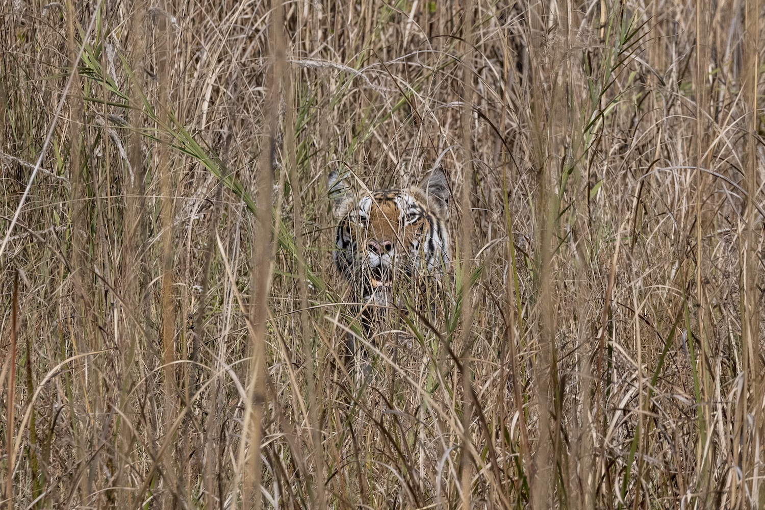 Tiger sighting at Bandhavgarh Tiger Reserve, Oberoi Vindhyavilas, Bandhavgarh, North India.jpg
