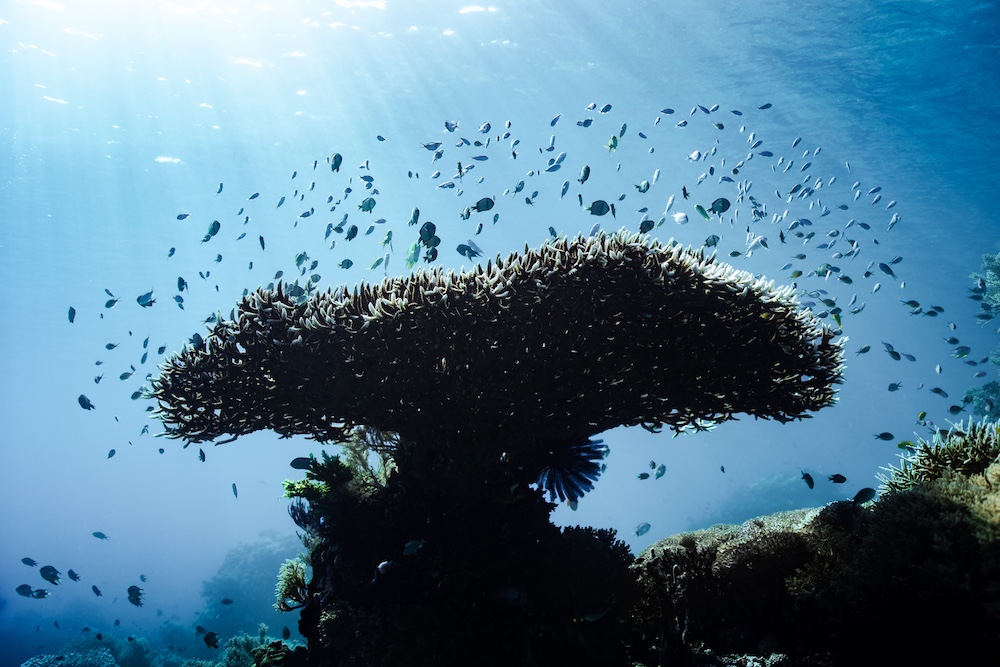 Vela, Komodo, Raja Ampat, Indonesia 9.jpg