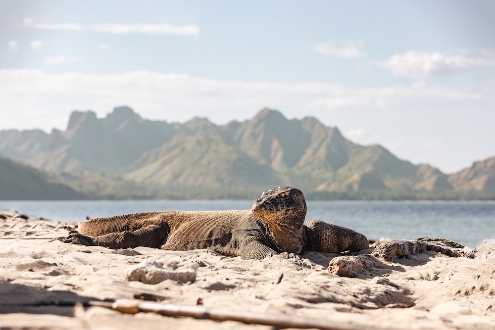 Vela, Komodo, Raja Ampat, Indonesia 14.jpg