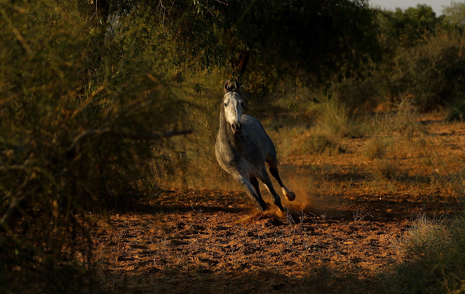 Mihir Garh, Rohet, Rajasthan, India 13.jpg