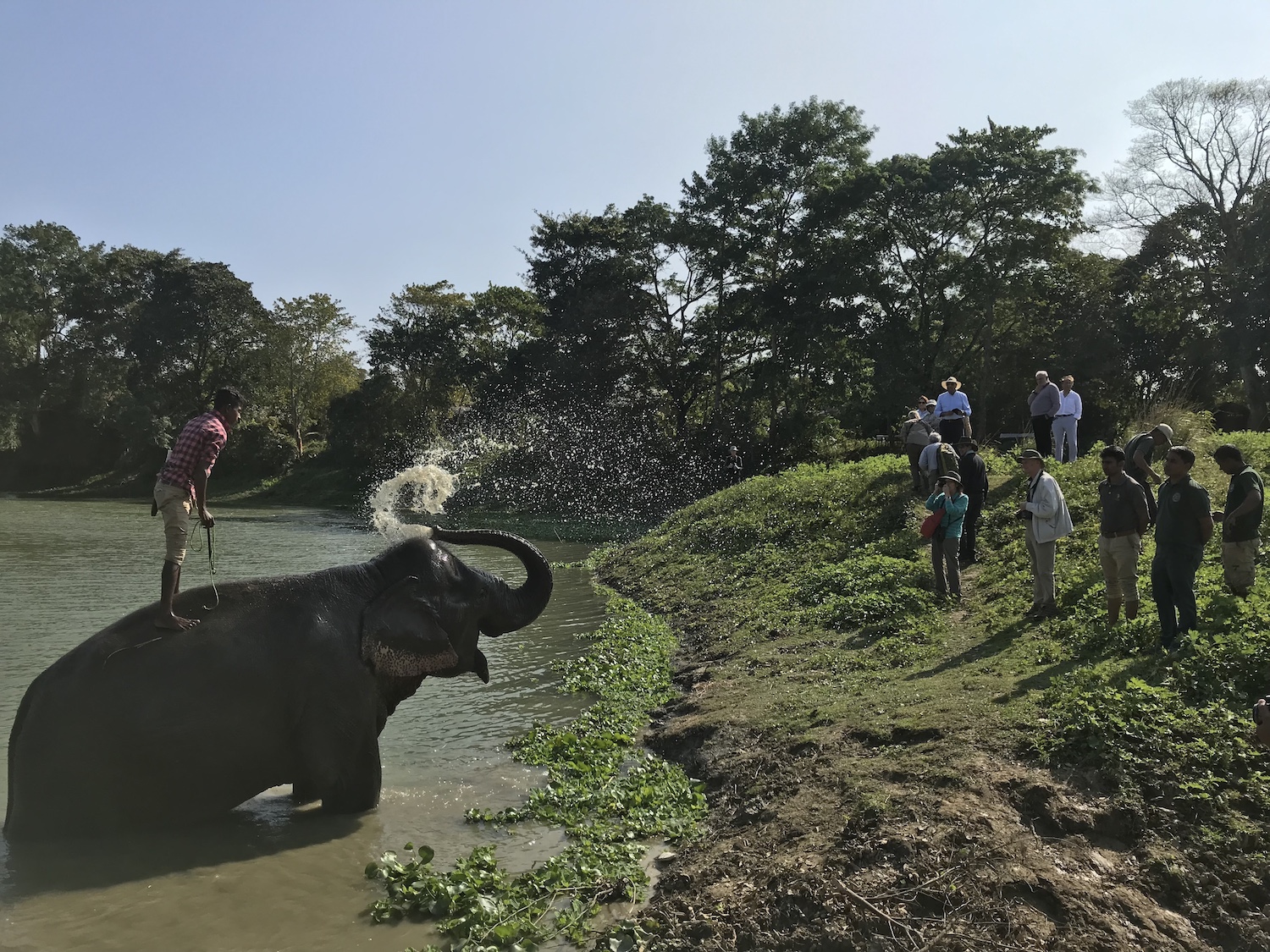 Diphlu River Lodge, Kaziranga National Park, India 14.jpg