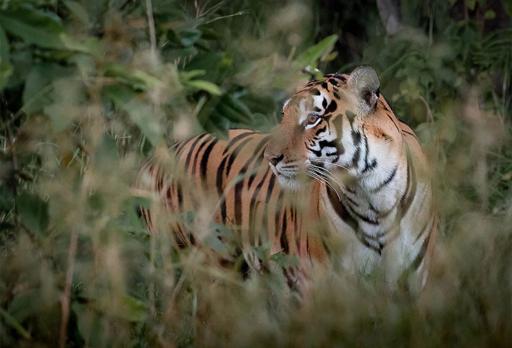 Flame of the Forest, Kanha, India 1.jpg
