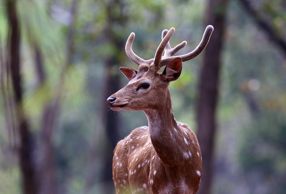 Flame of the Forest, Kanha, India 2.jpg