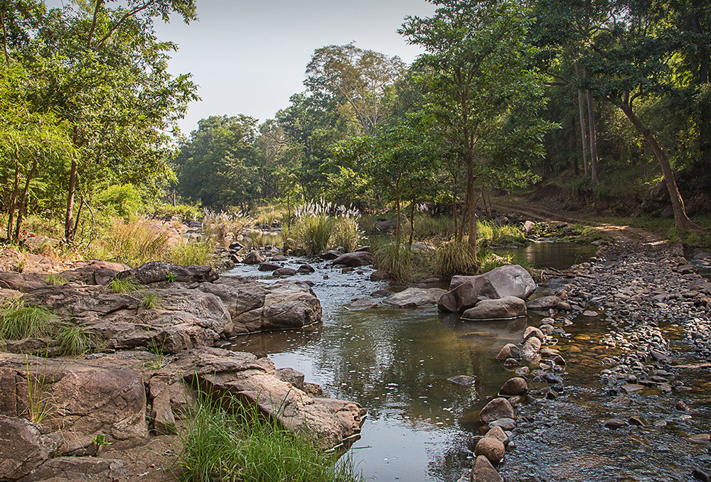 Flame of the Forest, Kanha, India 3.jpg