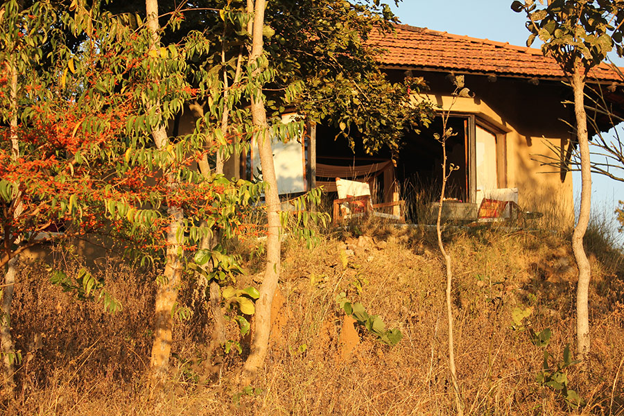 Flame of the Forest, Kanha, India 6.jpg