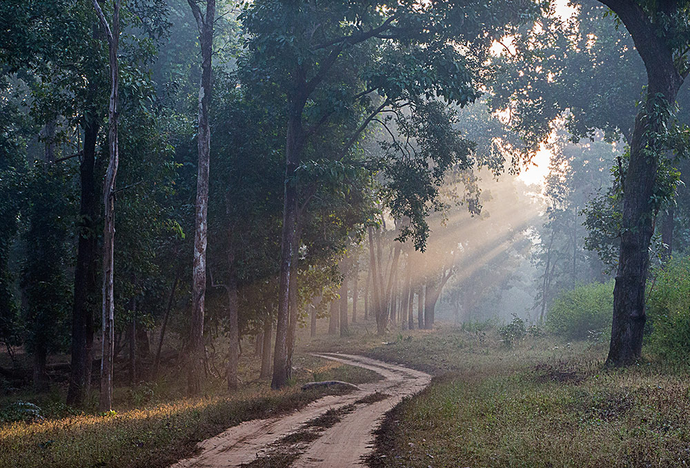 Flame of the Forest, Kanha, India 12.jpg
