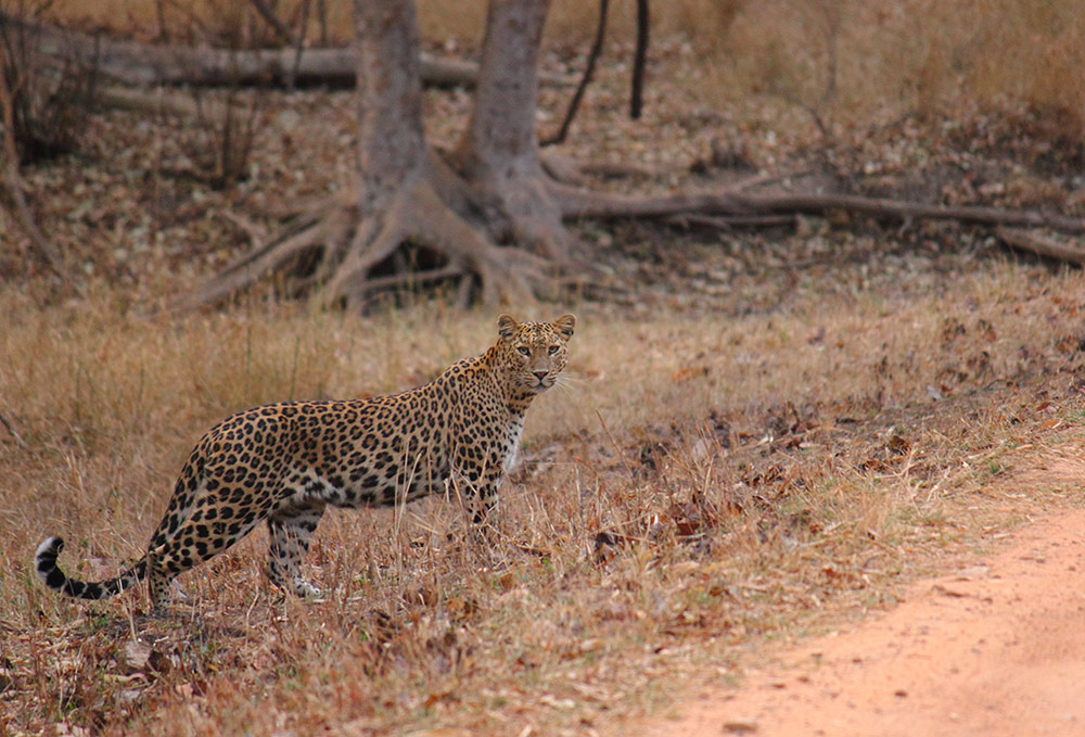 Flame of the Forest, Kanha, India 13.jpg