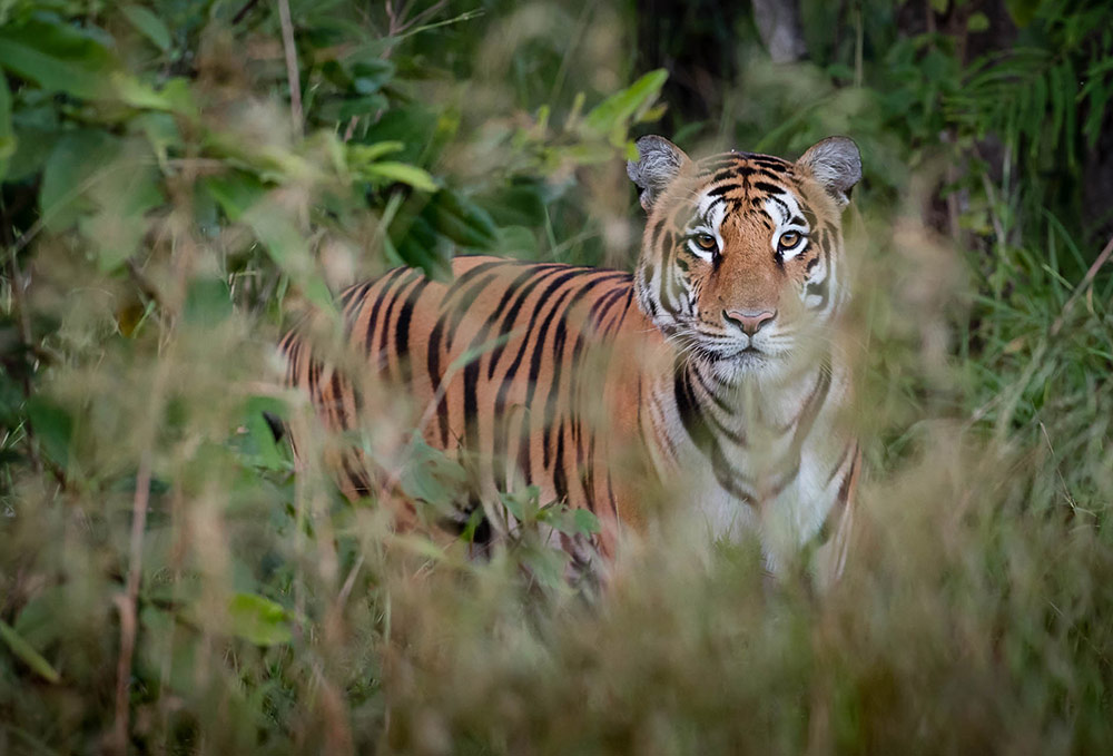 Flame of the Forest, Kanha, India 14.jpg