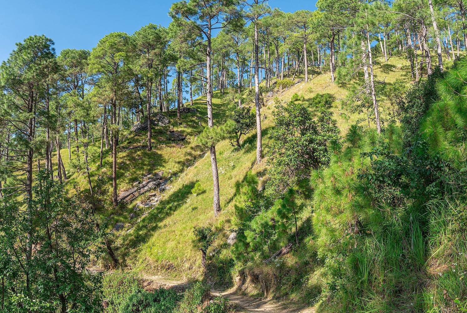 Mary Budden Estate, Binsar, India 7.jpg