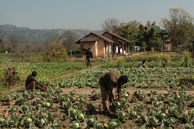 Jim's Jungle Retreat, Corbett National Park, India 4.jpeg