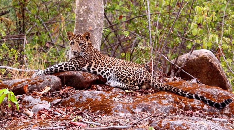 Reni Pani, Satpura National Park, India 18.jpg