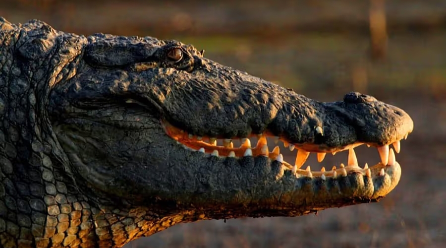 Reni Pani, Satpura National Park, India 21.jpg