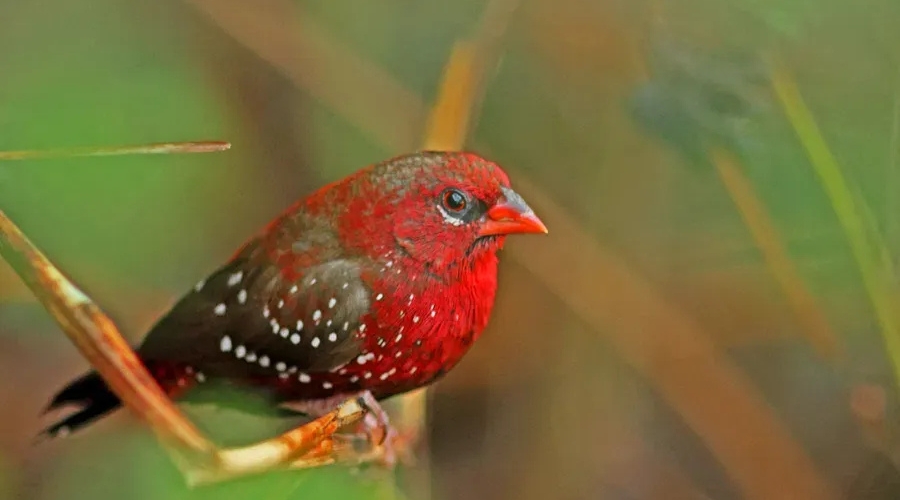 Reni Pani, Satpura National Park, India 24.jpg