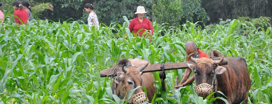 Yangsum Heritage Farm, Richenpong, India 4.jpg