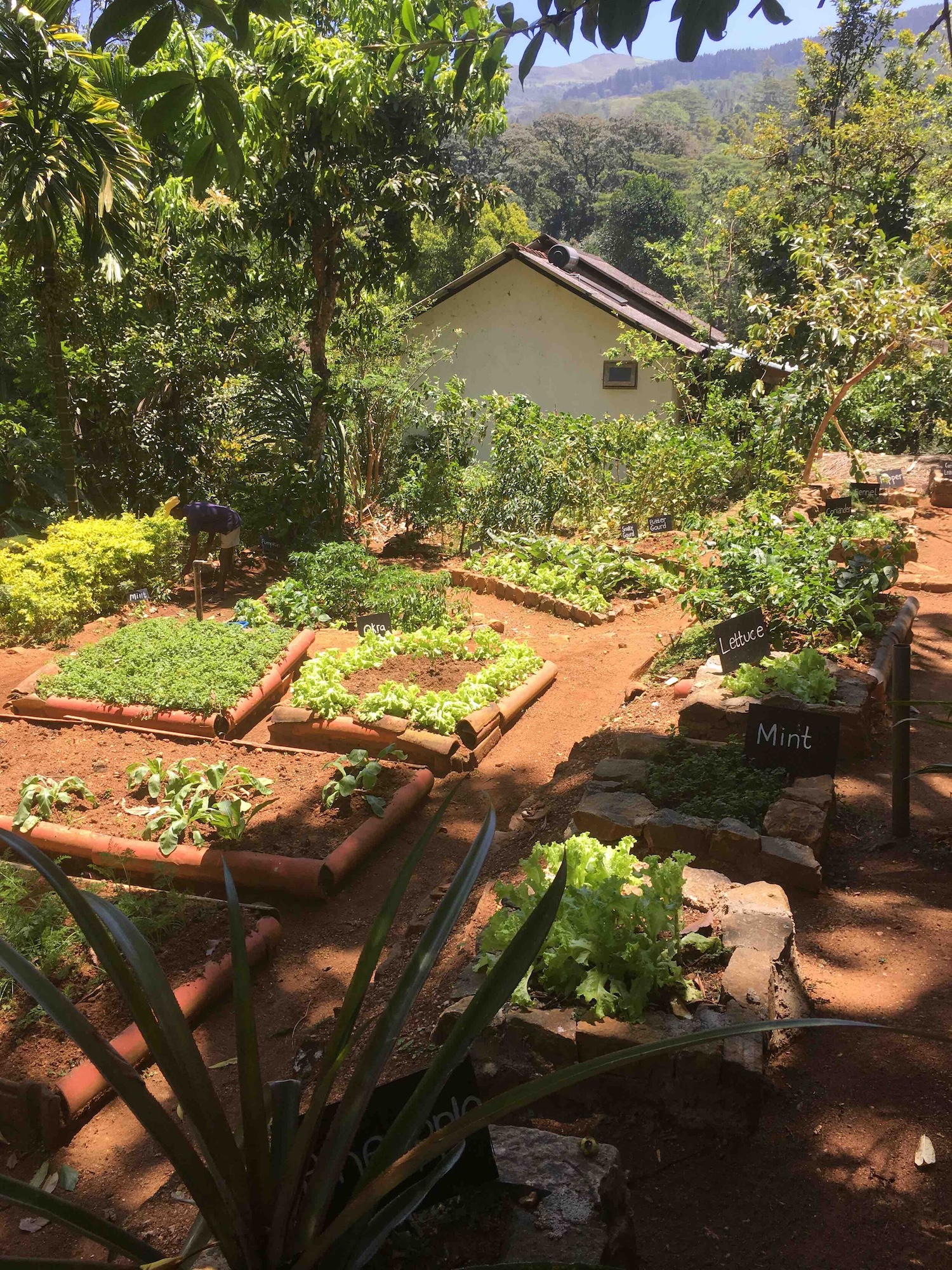 Ashburnham Estate, Kandy, Sri Lanka 2.jpg