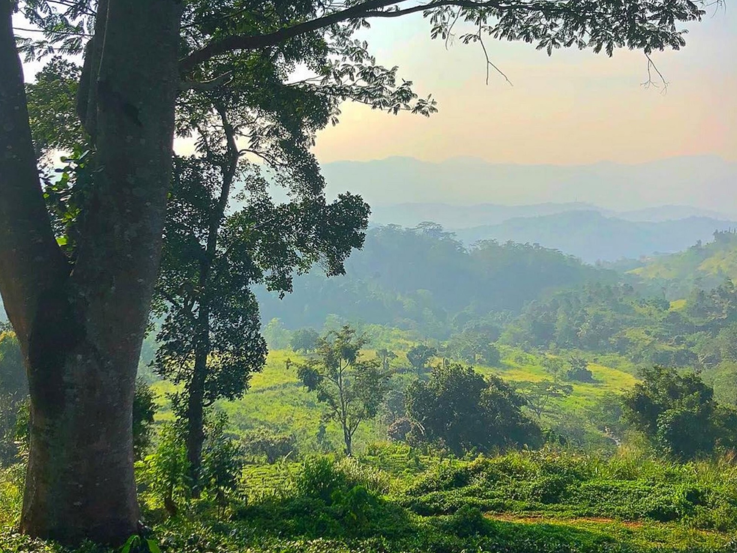 Ashburnham Estate, Kandy, Sri Lanka 3.jpg