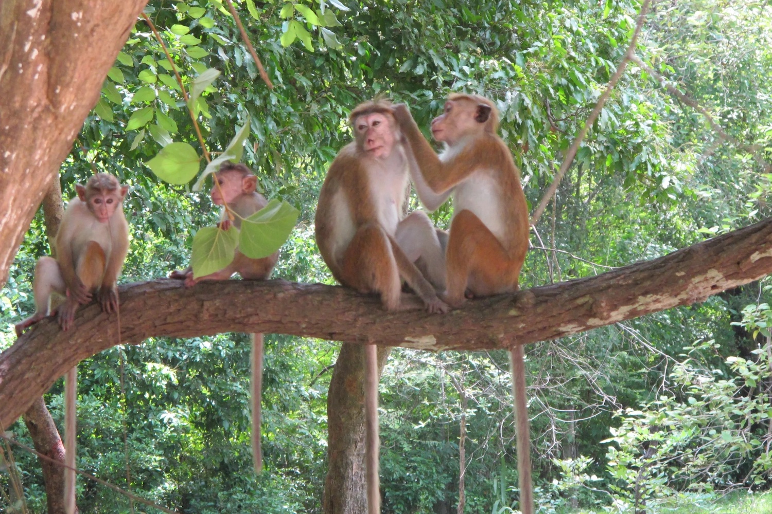 Jim's Farm Villas, Matale, Sri Lanka 13.jpg