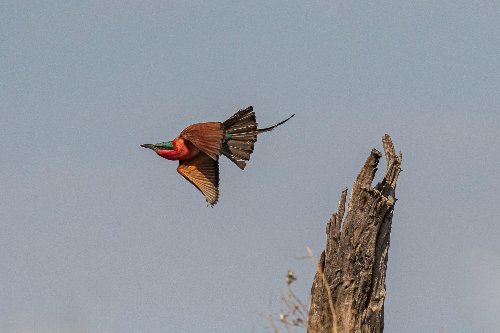 1742805396648_Birding---Carmine-Bee-eater-MM.jpg