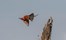 1742805396648_Birding---Carmine-Bee-eater-MM.jpg