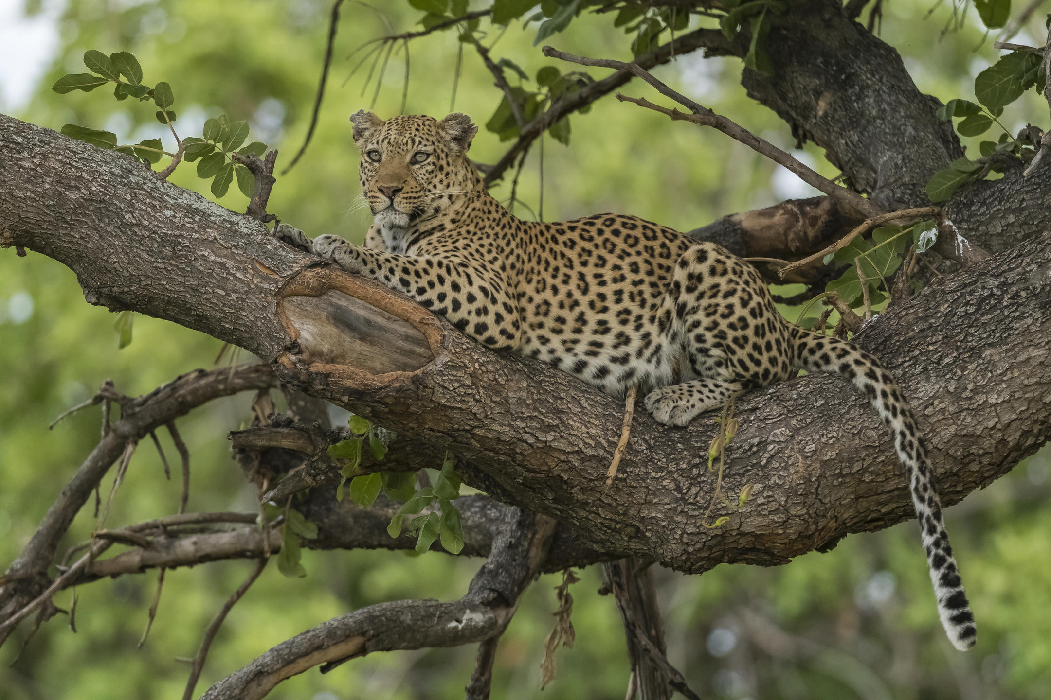 Xigera Safari Lodge_5.jpg