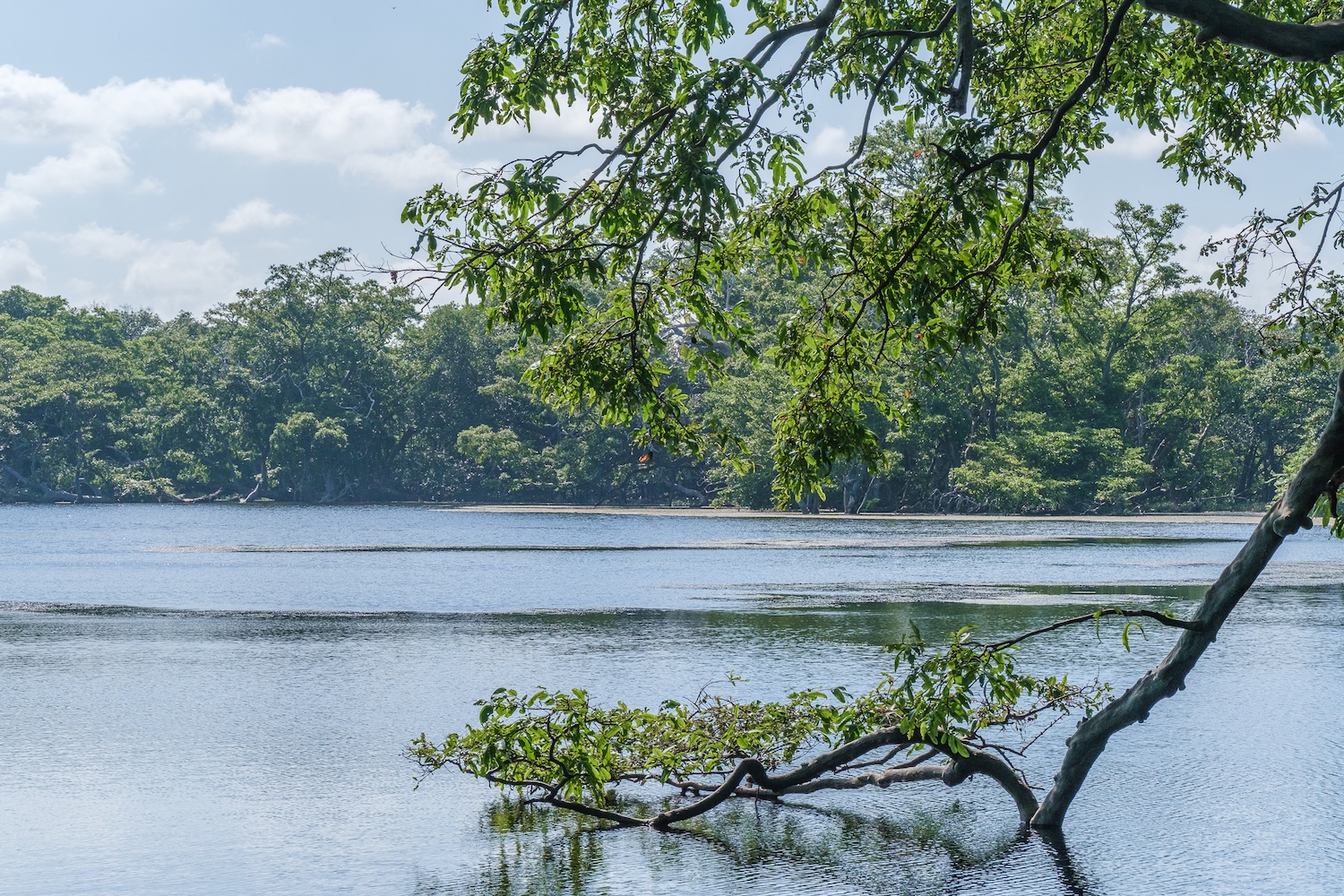 Leopard Trails Wilpattu National Park, Sri Lanka 6.jpg