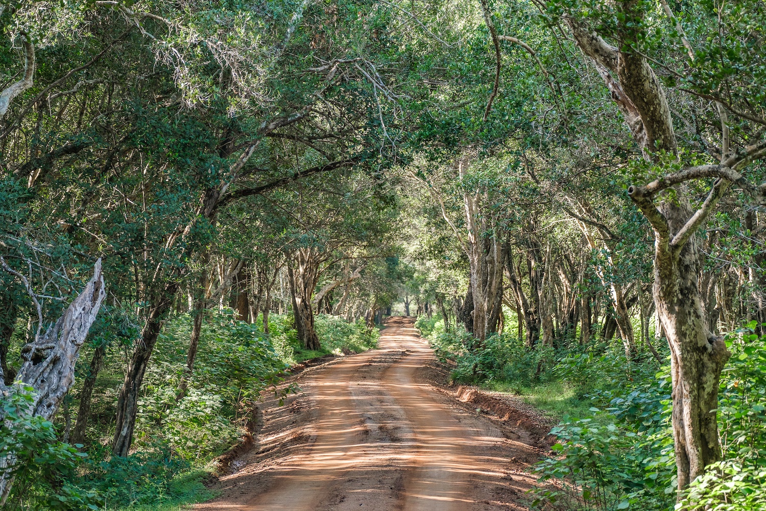 Leopard Trails Wilpattu National Park, Sri Lanka 7.jpg