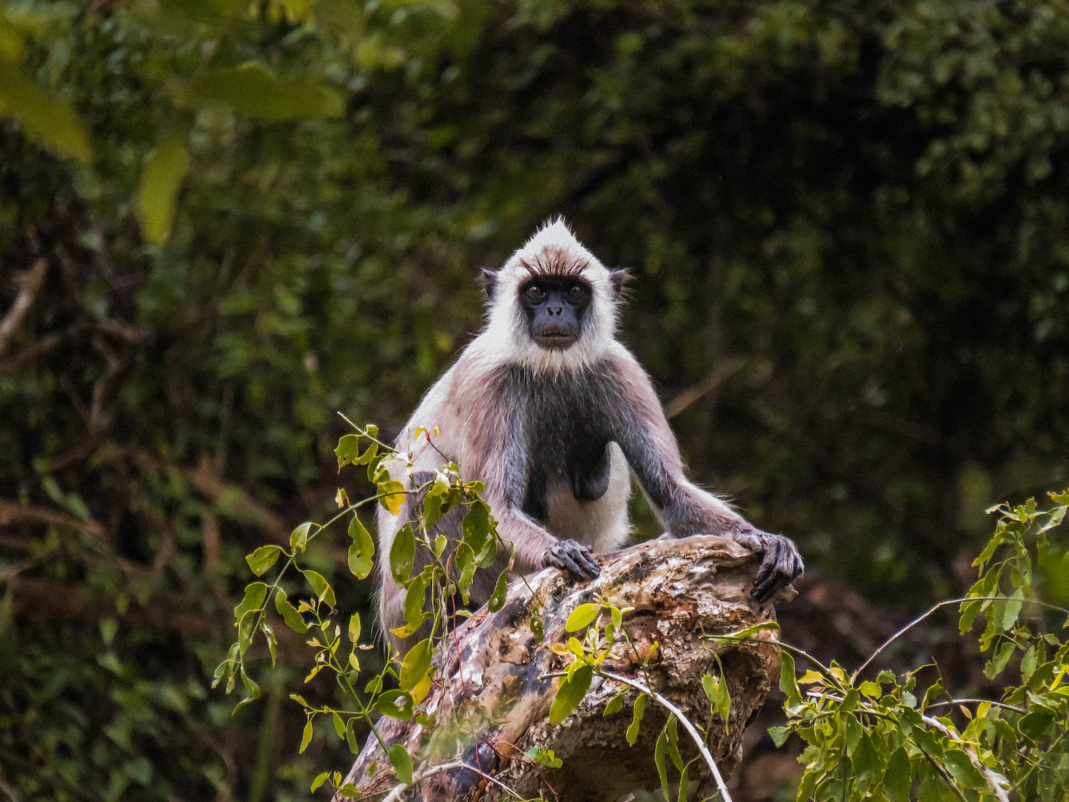 Leopard Trails Yala National Park, Sri Lanka 9.jpg
