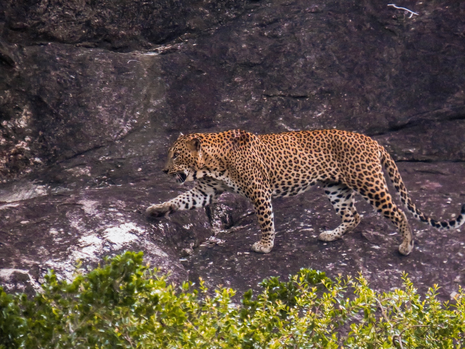 Leopard Trails Yala National Park, Sri Lanka 10.jpg