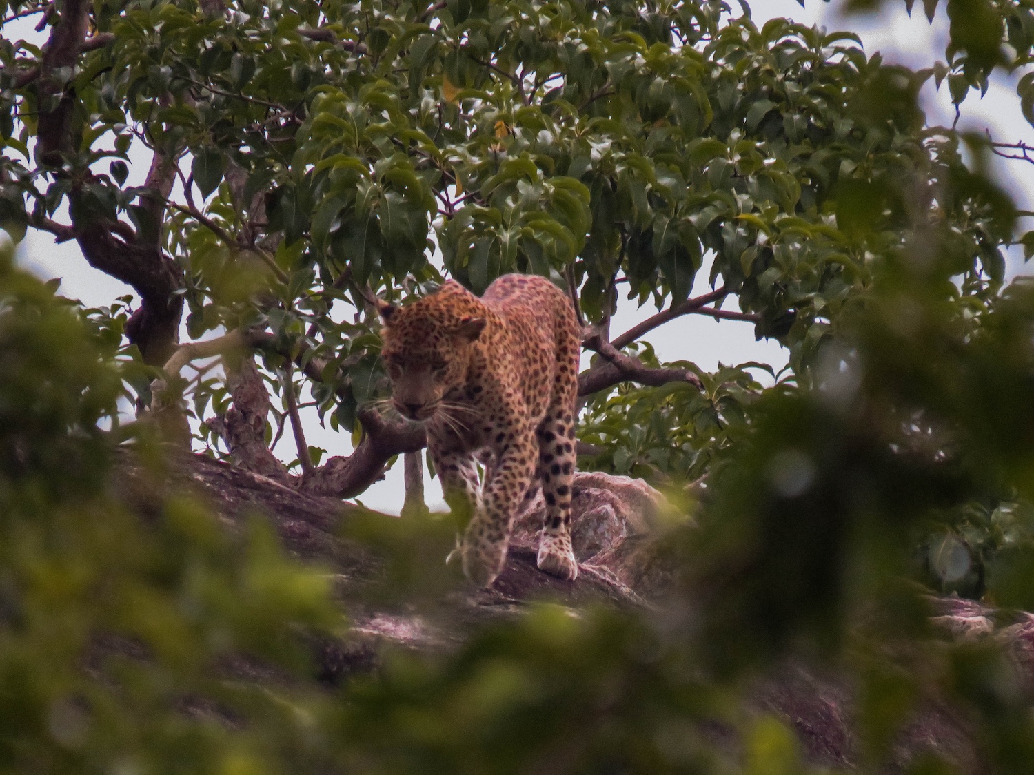 Leopard Trails Yala National Park, Sri Lanka 11.jpg