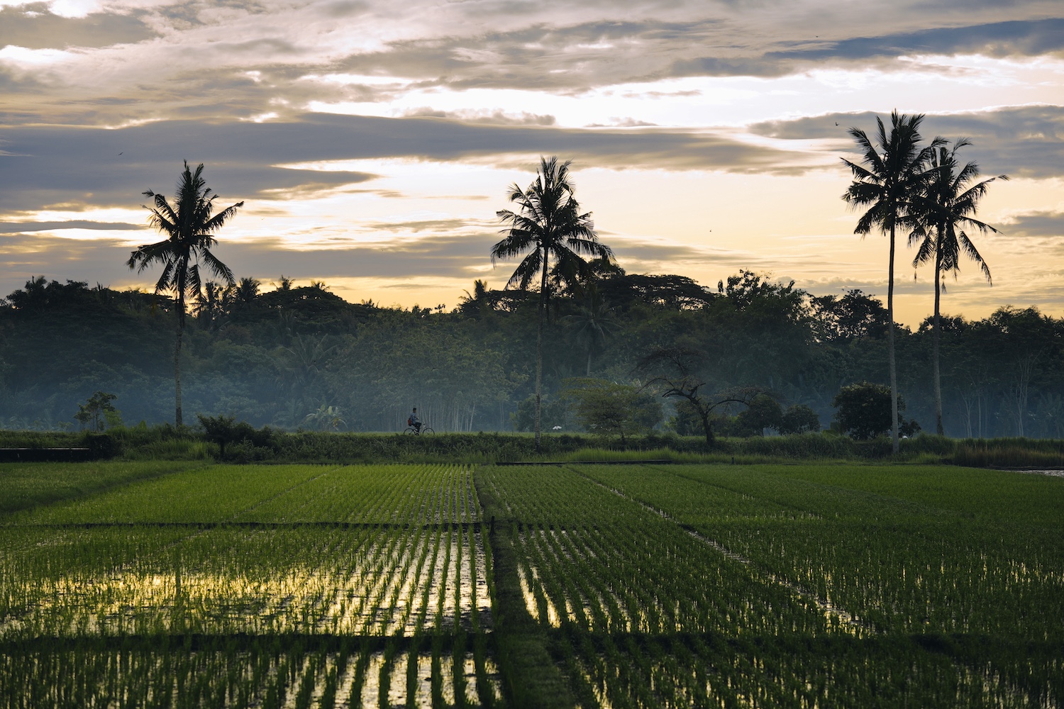 Amanjiwo - Indonesia, Java, Borobudur - Experience - Borobudur Village.jpg