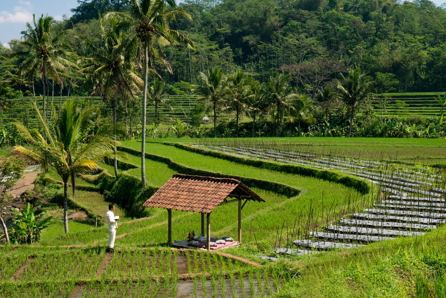 Amanjiwo, Indonesia - Picnic in the Rice Fields.jpg