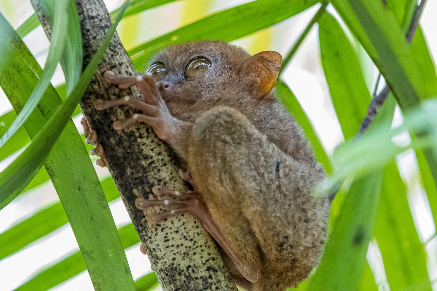 Wildlife, Sulawesi, Indonesia 2.jpeg