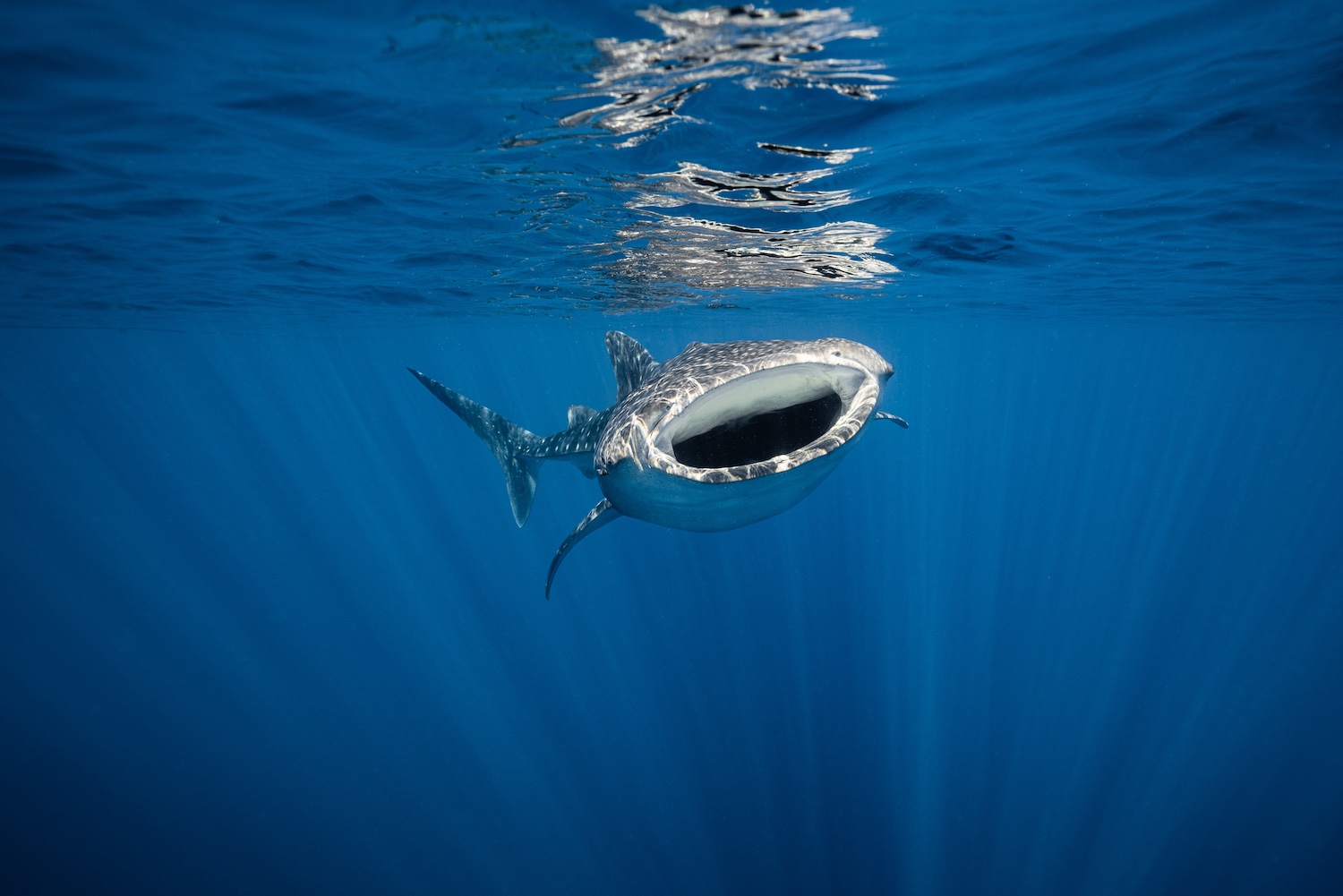 Bunaken Island, Sulawesi, Indonesia .jpeg