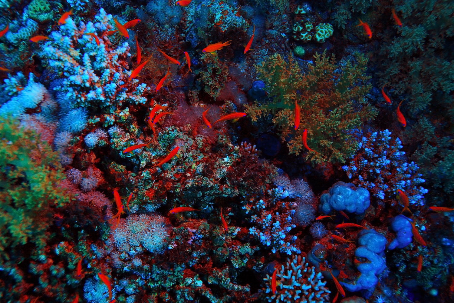 Coral reef, Bunaken, Sulawesi, Indonesia .jpeg